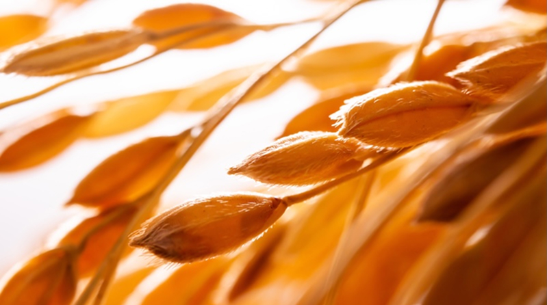 みのり豊かな稲穂の写真